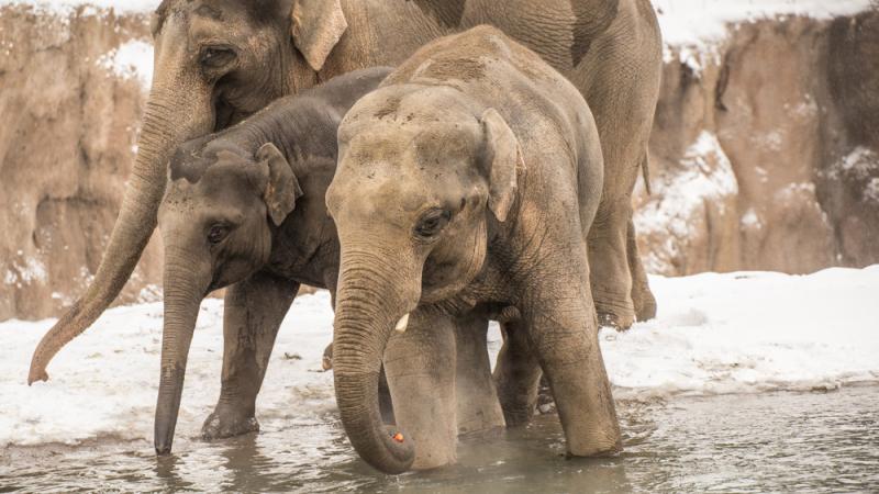 Two young elephants wade into water as a larger elephant stands on snow-covered group behind them.