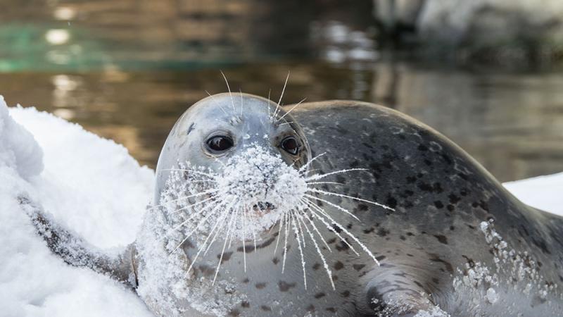 A harbor seal with fresh snow on its face and whiskers lays on snow at the Oregon Zoo.