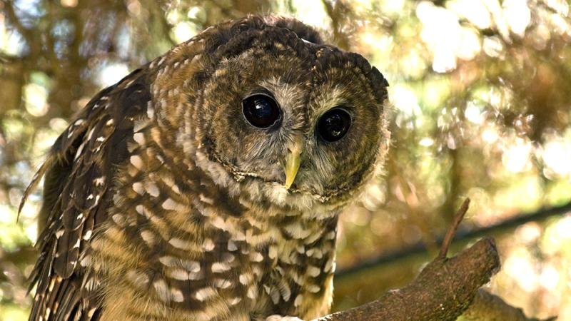 Close up image of a spotted owl in a tree.