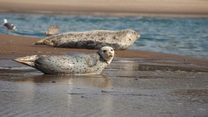 Harbor seals rest on the Oregon Coast near Lincoln City.