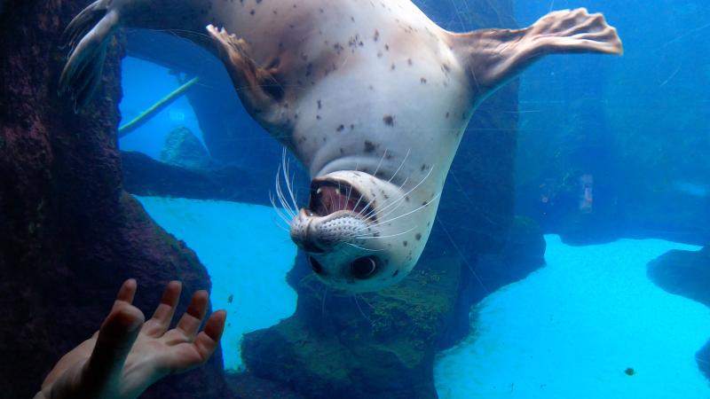 A harbor seal floats upside down during a training session