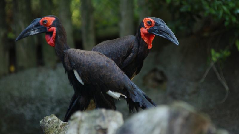 Two southern ground hornbills standing on a rock.