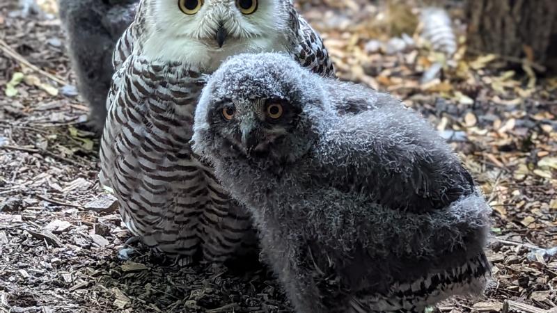 A snowy owl and two owlets in their outside habitat