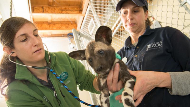 One person holds an African painted dog while another person uses a stethoscope to listen to their heart.