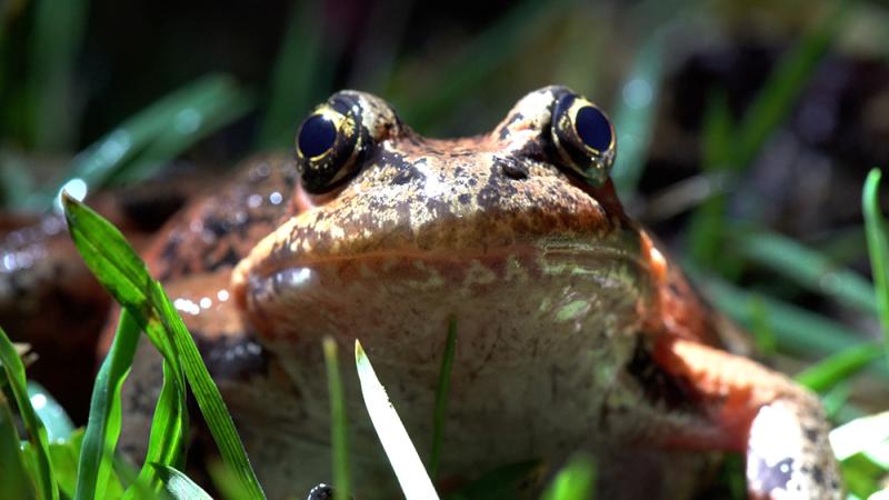 A red-legged frog in the grass