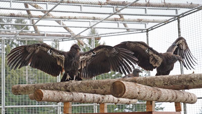 Young condors stretch their wings in an outdoor flight pen