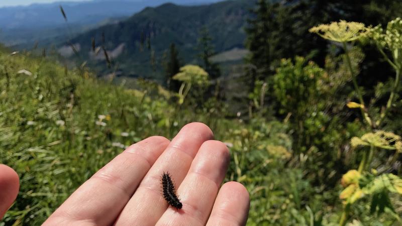 A hand holds a dark caterpillar, about the length of one knuckle. Wildflowers, trees and hills make up the landscape.