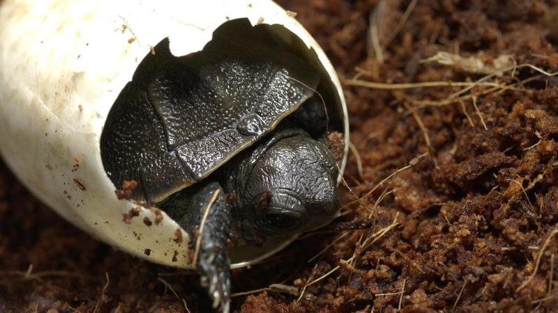 Hatching Western Pond Turtle at the Oregon Zoo captive rearing conservation program.