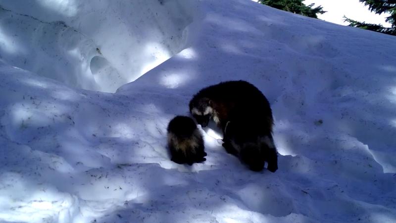 Two small, dark wolverines stand in the snow.