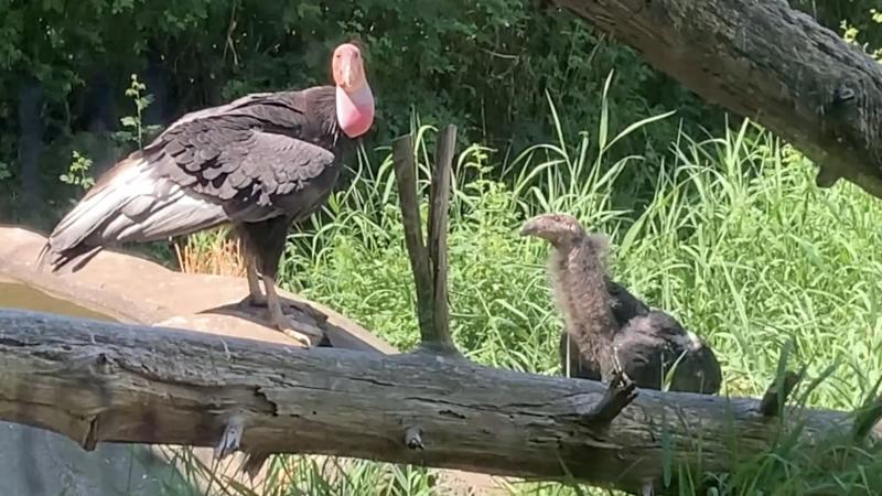 Two young condors standing outside on a log