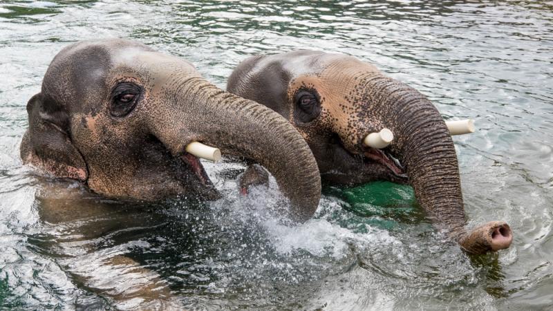 Bull Asian elephants Samudra (left) and Samson in the pool at Elephant Lands.