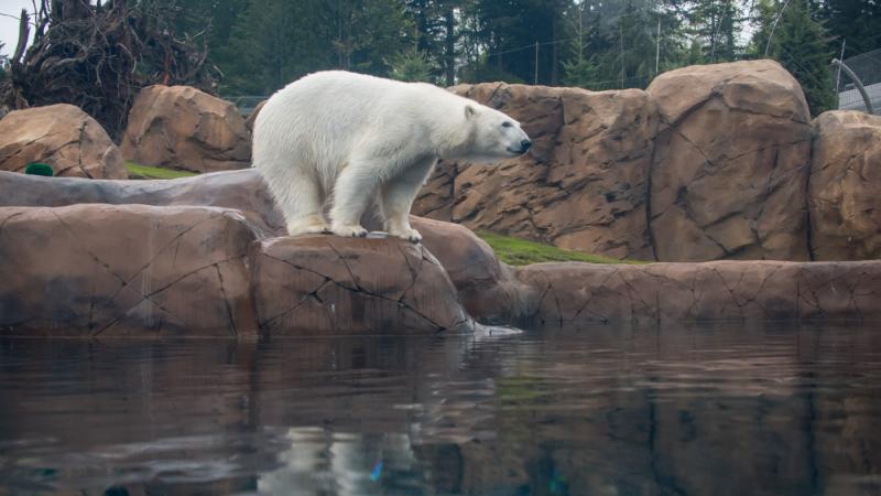 Polar bear Nora in Polar Passage habitat