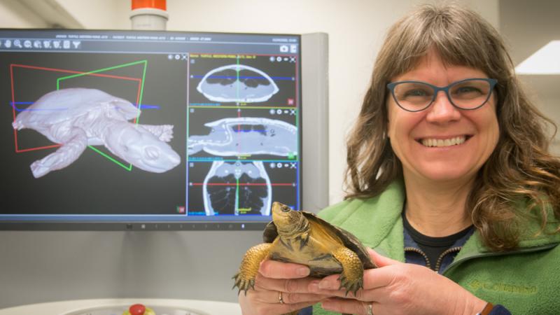 Veterinary technician Margot Monti holding a Western pond turtle