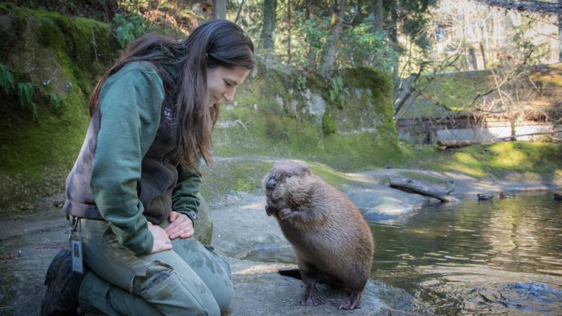 Keeper Ali Azevedo with Maple the beaver