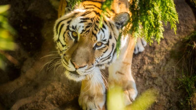 Amur tiger