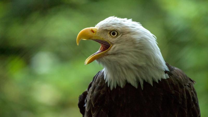 bald eagle head side view