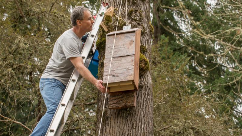 A bat house is installed on a tree by a man on a ladder. The bat house is made of wood and is tall but not very deep. The bottom is open and the top is slanted.