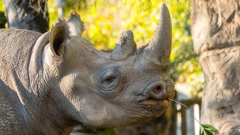 black rhino