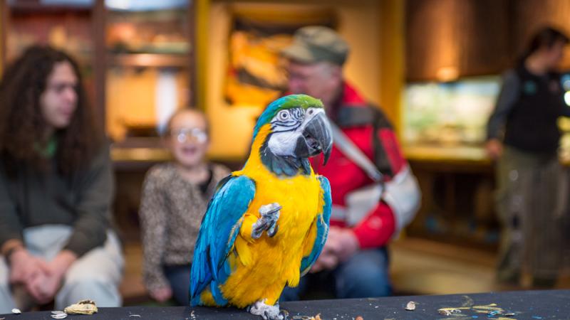 blue-gold macaw encounter