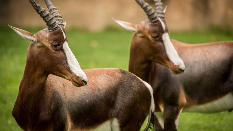 pair of bontebok