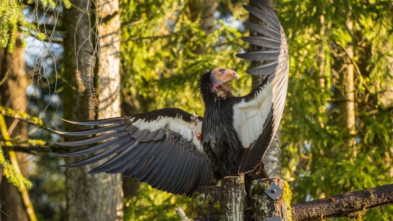 California condor in habitat with wings spread