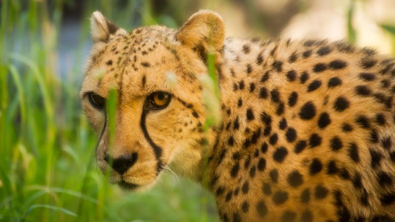 cheetah looking through grass