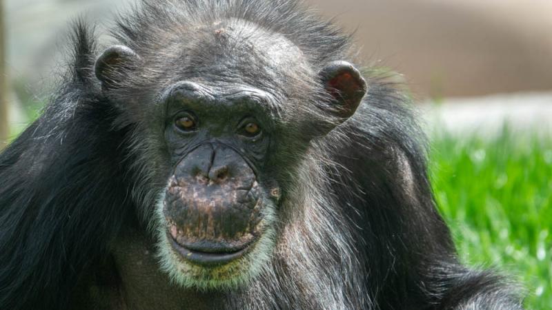 Chimpanzee Daisy at Primate Forest