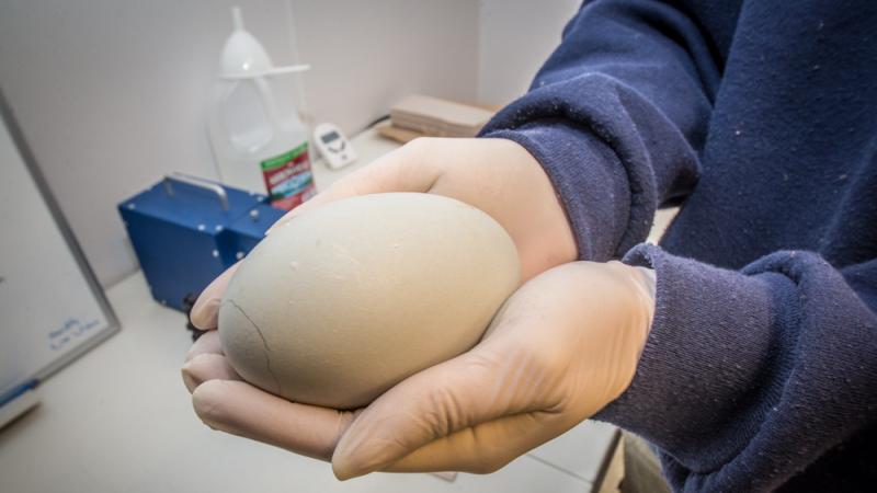 California condor egg