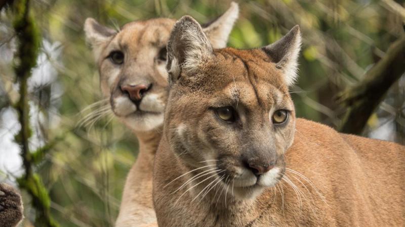 pair of cougars