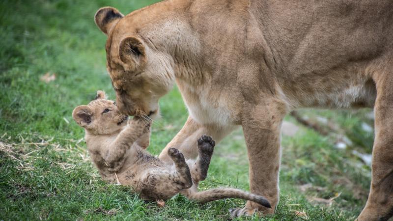 African lion Kya with her cub