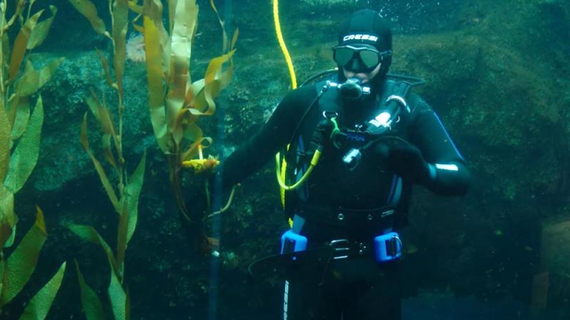 diver inside harbor seal tank