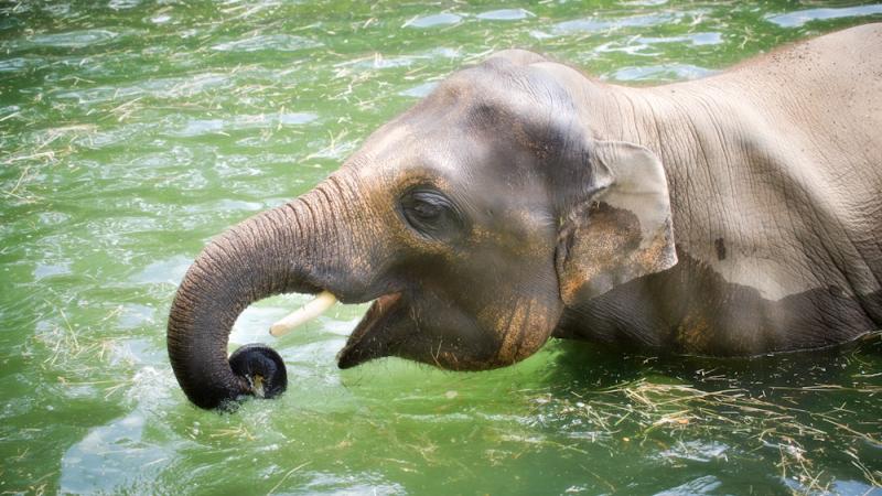 An elephant is chest-deep in water. The elephant has short tusks and pink markings on its face and ear. It curls its trunk around floating pieces of hay and opens its mouth.
