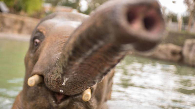 close-up elephant face in pool