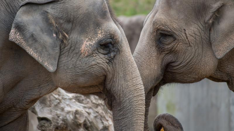 Asian elephants trunk to trunk.