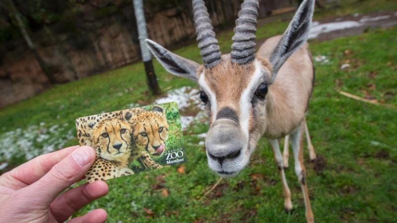 A human holds a zoo gift card in front of a bontebok.