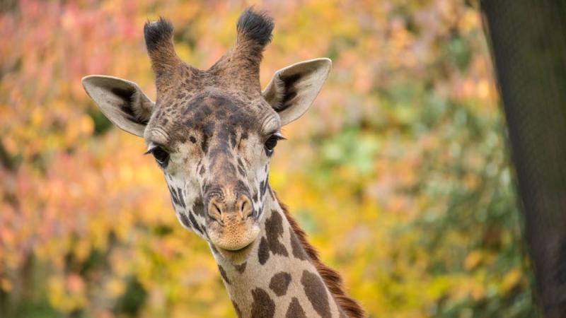 giraffe buttercup with fall leaves in background