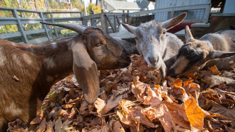 Three goats eat from a pile of large brown leaves. 