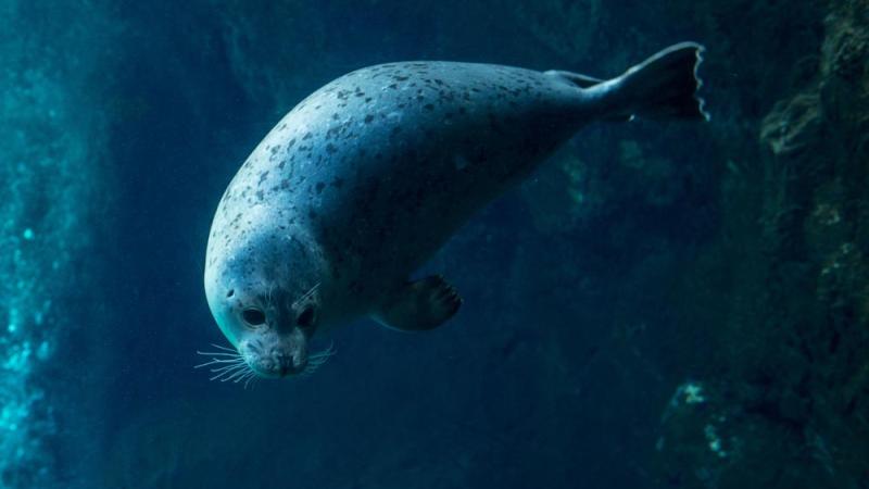 harbor seal diving