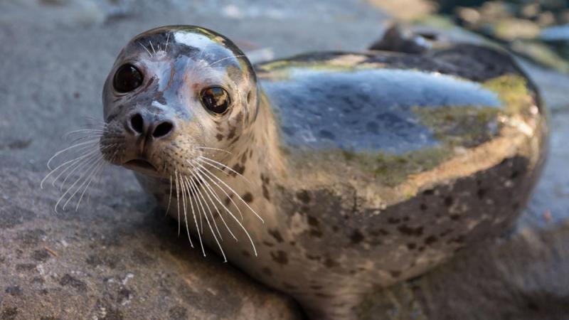 harbor seal on rock