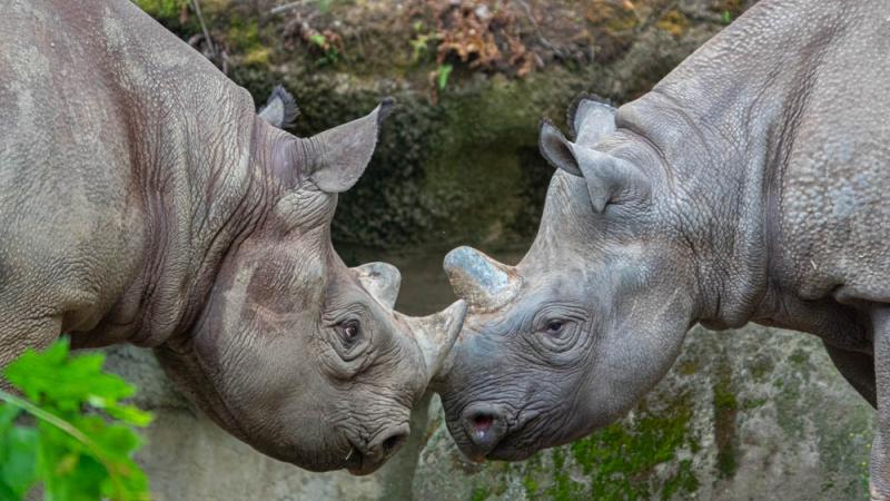 Black rhinoceroses Jozi and King nose to nose.