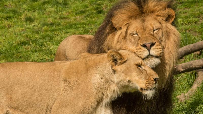 male and female lion socializing