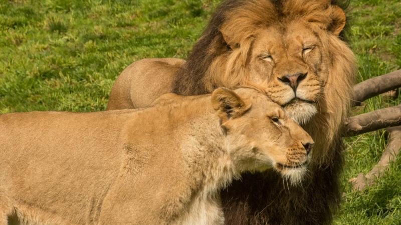 male and female lion socializing