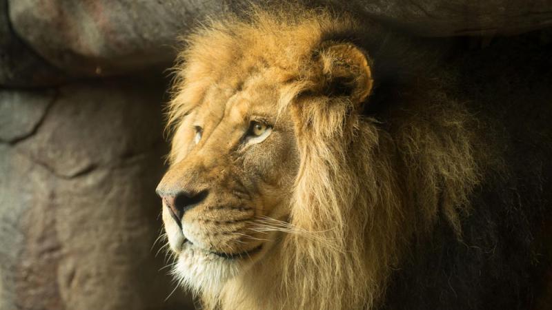 male lion Zawadi Mungu looking out from cave