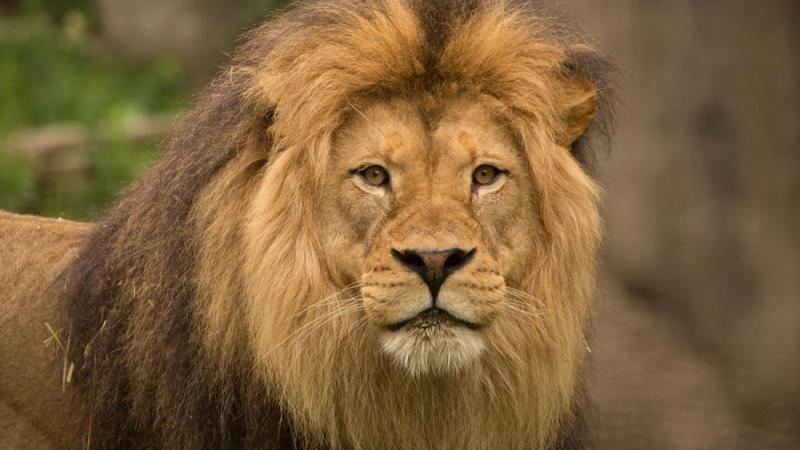 male lion Zawadi Mungu