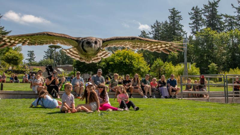 Milky eagle owl Kamaria flies over crowd at zoo.