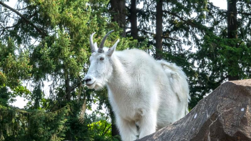 mountain goat on top of rock cliff