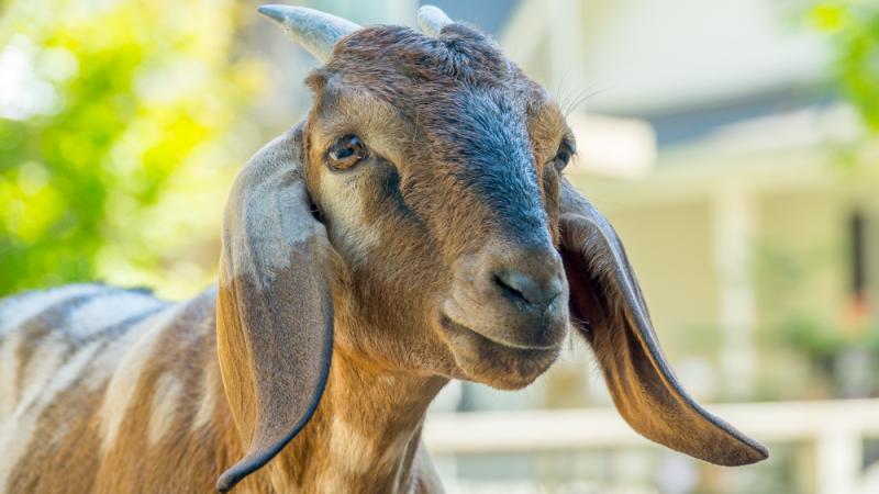 Old goats welcome the new kids at the zoo's Family Farm
