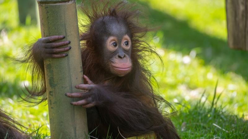 orangutan Jolene crouching with hands around bamboo