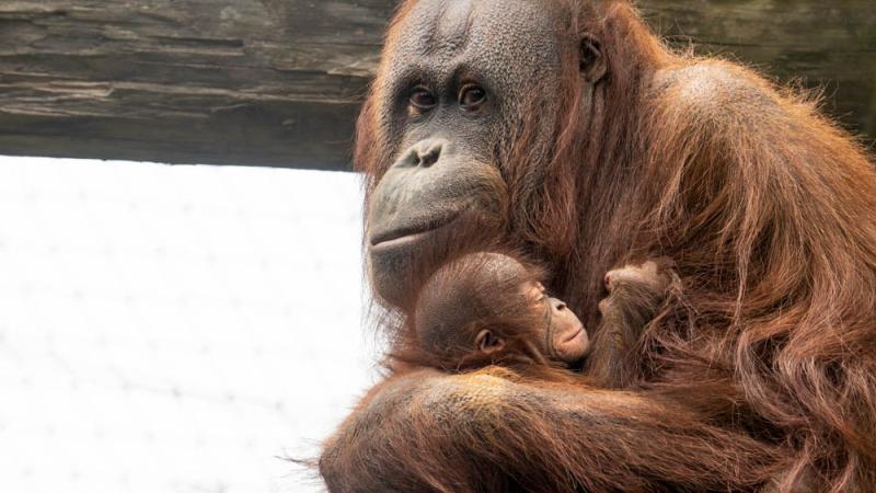 orangutan Kitra holding her newborn Jolene