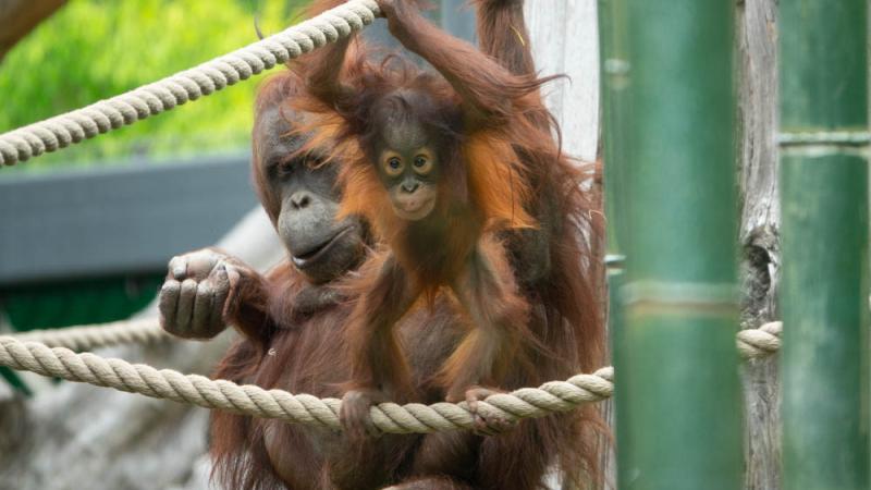 Orangutan Jolene starts climbing under Kitra's watchful eye.